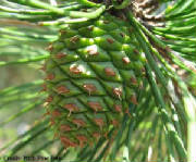 Pine_Cone_Pigmy_Forest_NJ_P.jpg