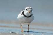 piping_plover_jersey_shore.jpg